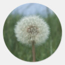 Search for dandelion stickers Summer