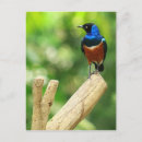 Search for starling postcards Animals