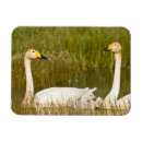 Search for pairs magnets Nature