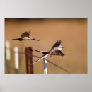 Search for scissor posters Bird