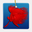 Search for betta splendens Freshwater