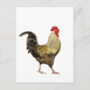 Search for cockerel postcards Bird
