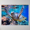 Search for coral reef posters Nautical