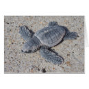 Search for loggerhead Beach