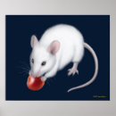 Search for gerbil posters Hamster