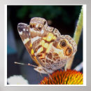 Search for flying insect posters Photography