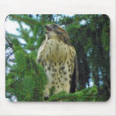 Search for tailed hawk mousepads Nature