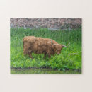 Search for highland cow puzzles Scotland