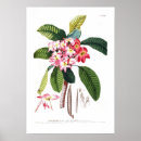 Search for frangipani art Vintage
