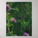 Search for dragonfly flying posters Wings