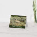 Search for antelopes cards Wildlife
