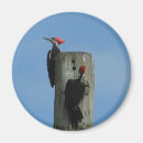 Search for woodpecker Animals