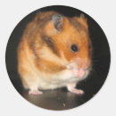 Search for hamster pet stickers Adorable