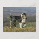 Search for panting postcards Dog