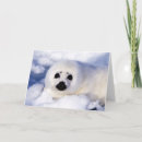Search for baby seal cards Cute