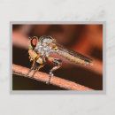 Search for damselfly postcards Insect