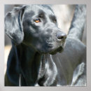 Search for alertness posters Dog