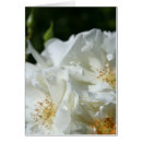 Search for general photography Rose