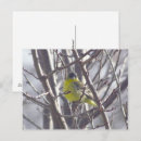 Search for winter bird postcards Finch