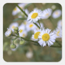 Search for daisy picture stickers Flower