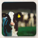 Search for agriculture coasters Animal