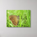 Search for ringlet Butterfly