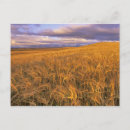 Search for barley postcards Farm