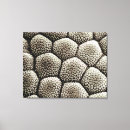 Search for pad canvas prints Amphibian