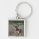 Search for white tailed deer key rings Buck
