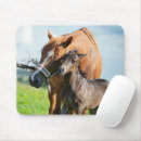 Search for thoroughbred electronics Foal