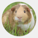 Search for cute piggy stickers Pet