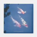 Search for high angle view magnets Koi carp