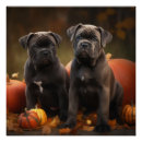 Search for cane corso posters Puppy