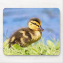 Search for duckling mousepads Wildlife