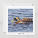 Search for mallards cards Ducks