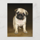 Search for attentiveness postcards Cute