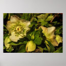 Search for hellebore posters Botany