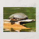 Search for turtle painting postcards Reptiles