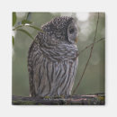 Search for owl feathers magnets Animal