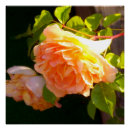 Search for peach floral posters Elegant