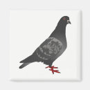 Search for pigeons magnets Dove