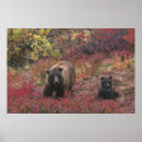 Search for ursus arctos posters North america