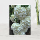 Search for hydrangea mothers day cards Flowers