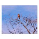 Search for kestrel art Sparrow hawk