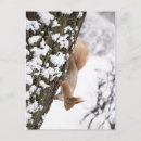 Search for squirrell postcards Pet