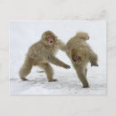 Search for japanese snow monkeys postcards Animal