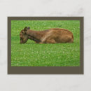 Search for little brown postcards Animal