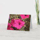 Search for petunias cards Photography