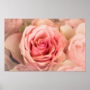 Search for soft rose posters Roses