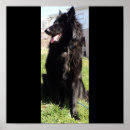 Search for belgian posters Malinois